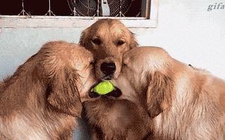 西甲全额支付违约金,西甲的强制违约金到底是怎么回事