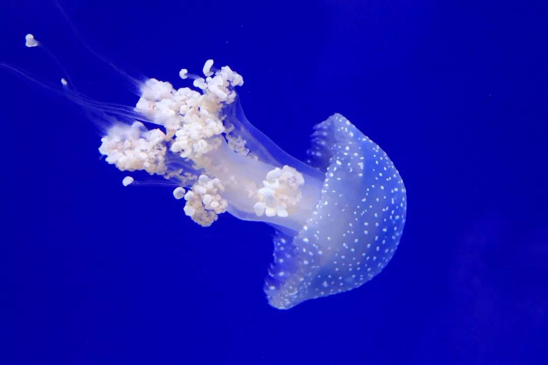深海里那些神秘又梦幻的水母,深海里的蓝色水母