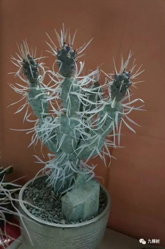 多肉万象最贵的品种,全世界最贵的多肉植物都有哪些