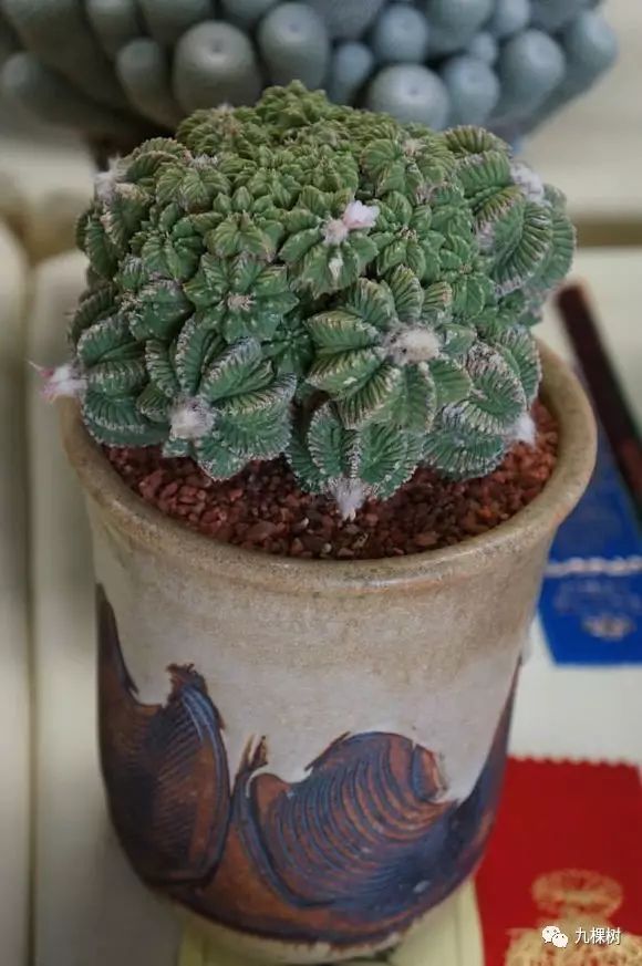 多肉万象最贵的品种,全世界最贵的多肉植物都有哪些