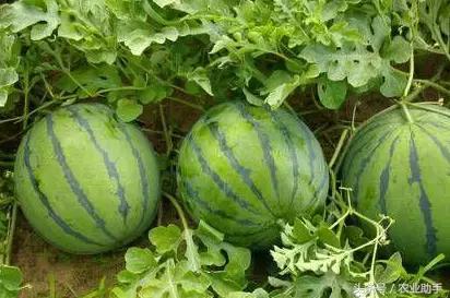 西瓜各个时期病害,西瓜网络异常怎么解决