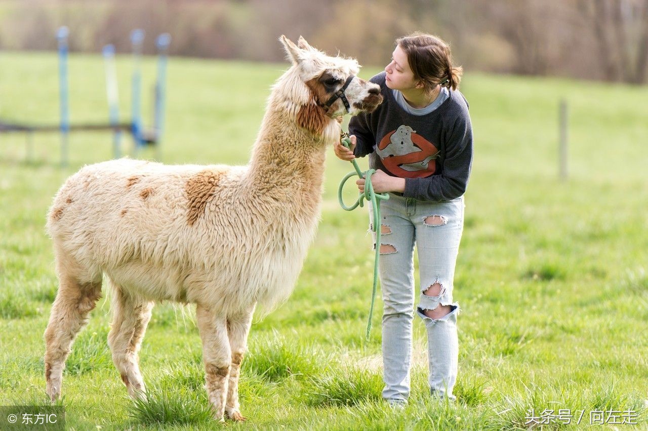 中国神兽羊驼,羊驼为什么能成为中国神兽