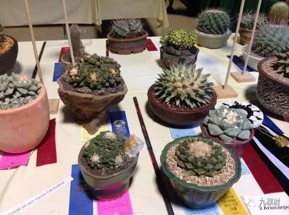 多肉万象最贵的品种,全世界最贵的多肉植物都有哪些