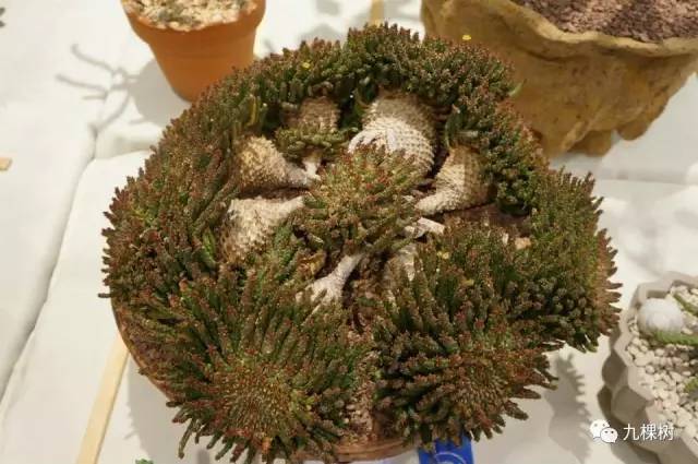 多肉万象最贵的品种,全世界最贵的多肉植物都有哪些