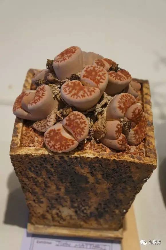 多肉万象最贵的品种,全世界最贵的多肉植物都有哪些