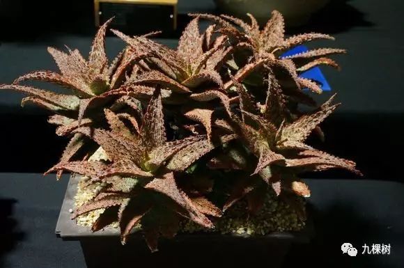 多肉万象最贵的品种,全世界最贵的多肉植物都有哪些