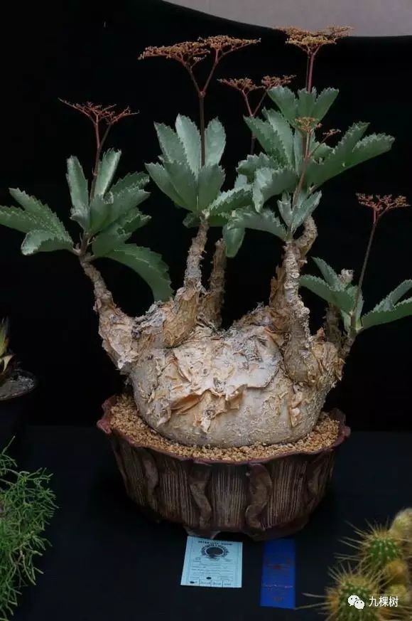 多肉万象最贵的品种,全世界最贵的多肉植物都有哪些