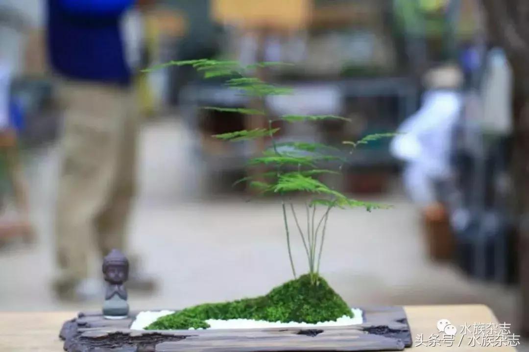 水陆雨林造景价格,水陆雨林造景之苔藓篇