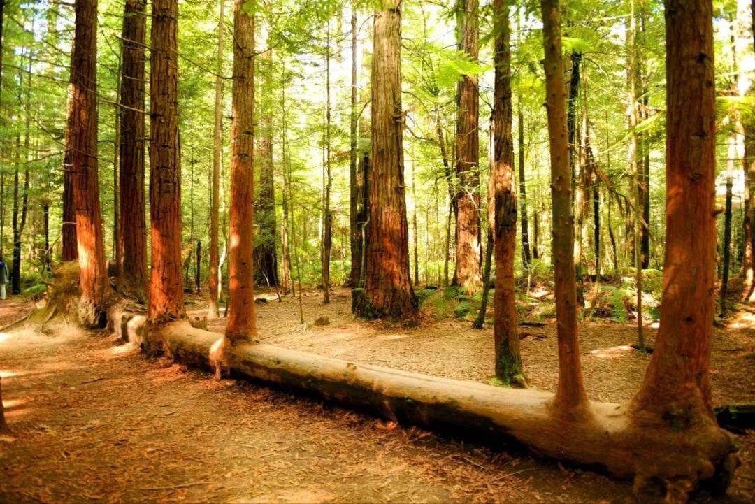 可以媲美欧洲的自驾游地区,十大适合自驾游的国家