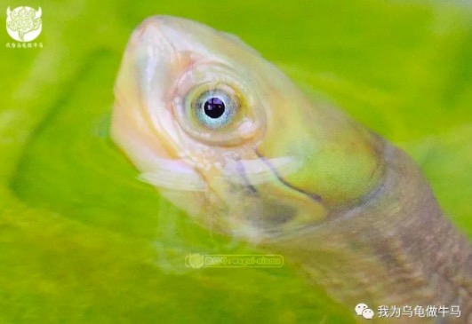 玩龟玩什么品种,龟要怎么养才互动性强