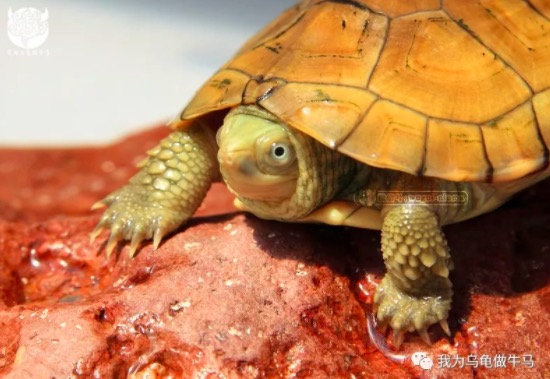 玩龟玩什么品种,龟要怎么养才互动性强