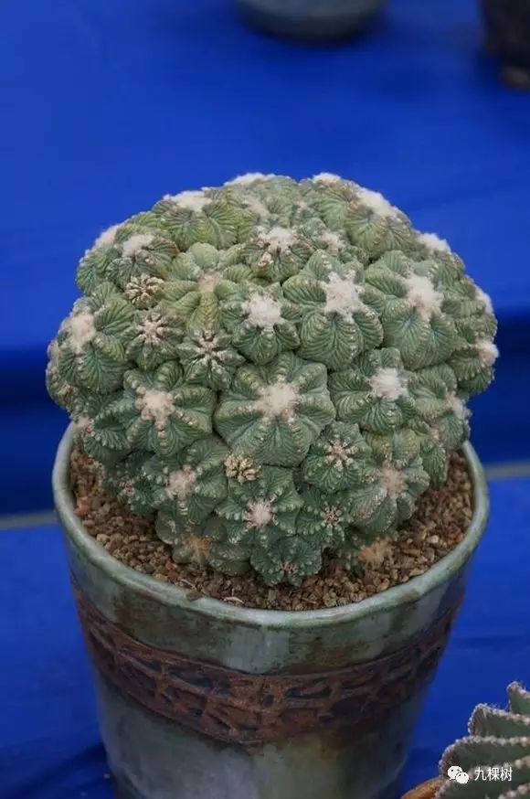 多肉万象最贵的品种,全世界最贵的多肉植物都有哪些