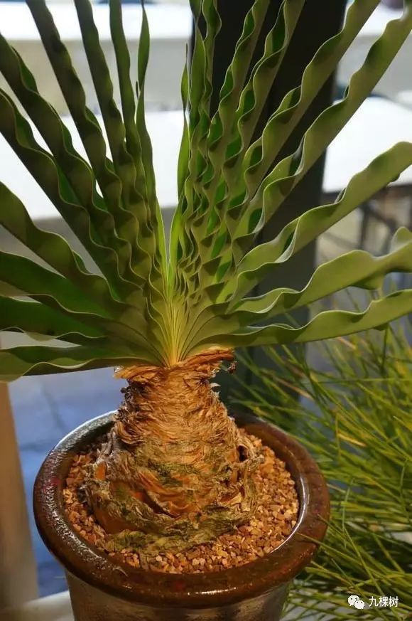 多肉万象最贵的品种,全世界最贵的多肉植物都有哪些