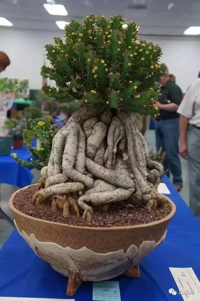 多肉万象最贵的品种,全世界最贵的多肉植物都有哪些