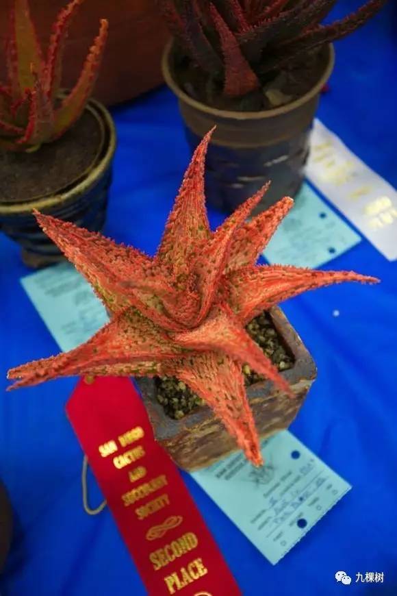 多肉万象最贵的品种,全世界最贵的多肉植物都有哪些