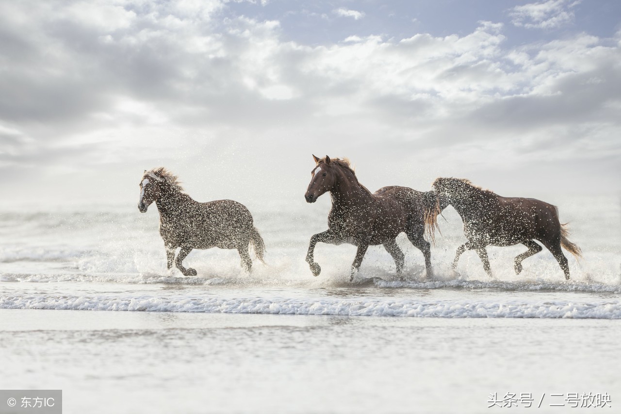 梦见马有哪些征兆全解,男人梦见马是什么征兆