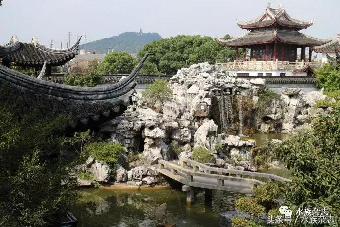 水陆雨林造景价格,水陆雨林造景之苔藓篇