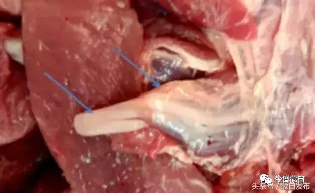 过年了，蒙自的这*猪种**肉千万别买！