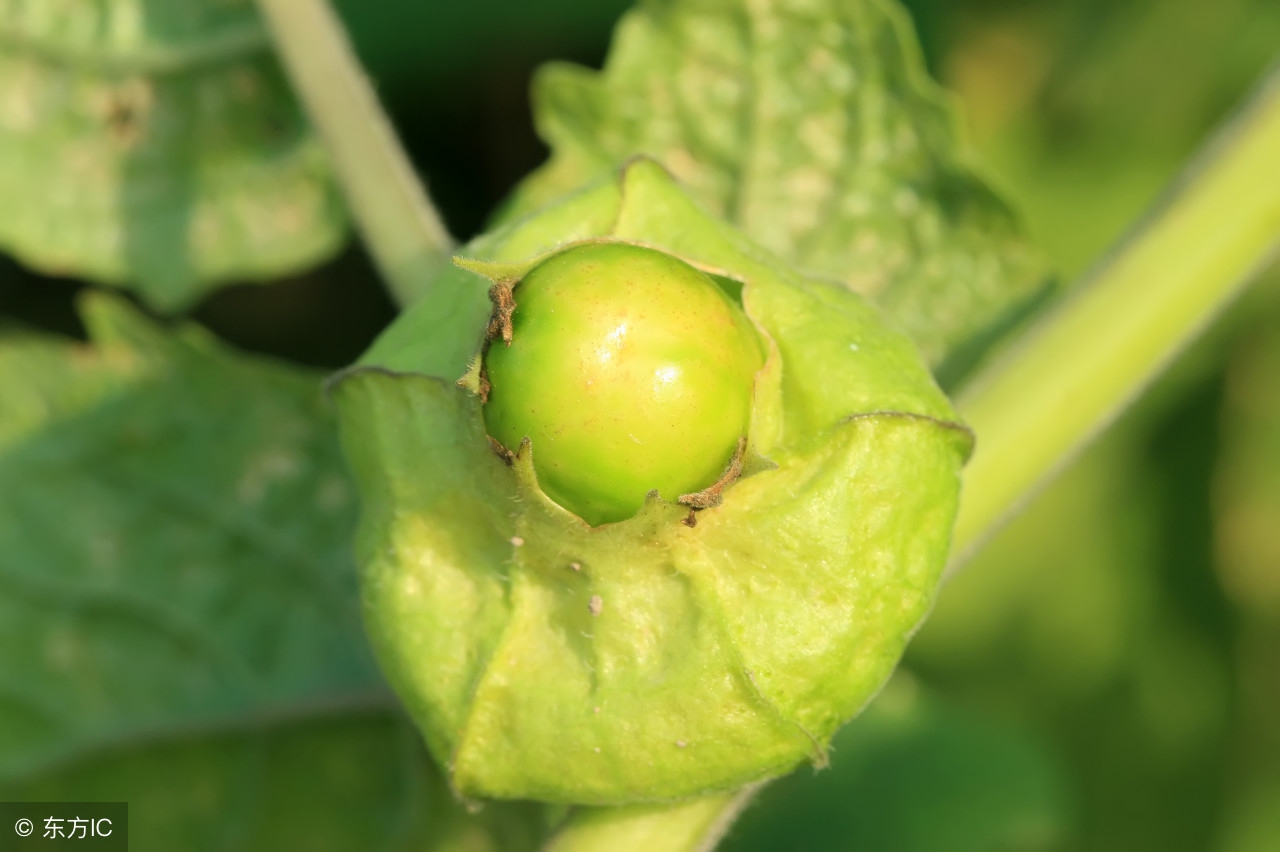 灯笼果一亩能产量多少斤,灯笼果是种什么地方的