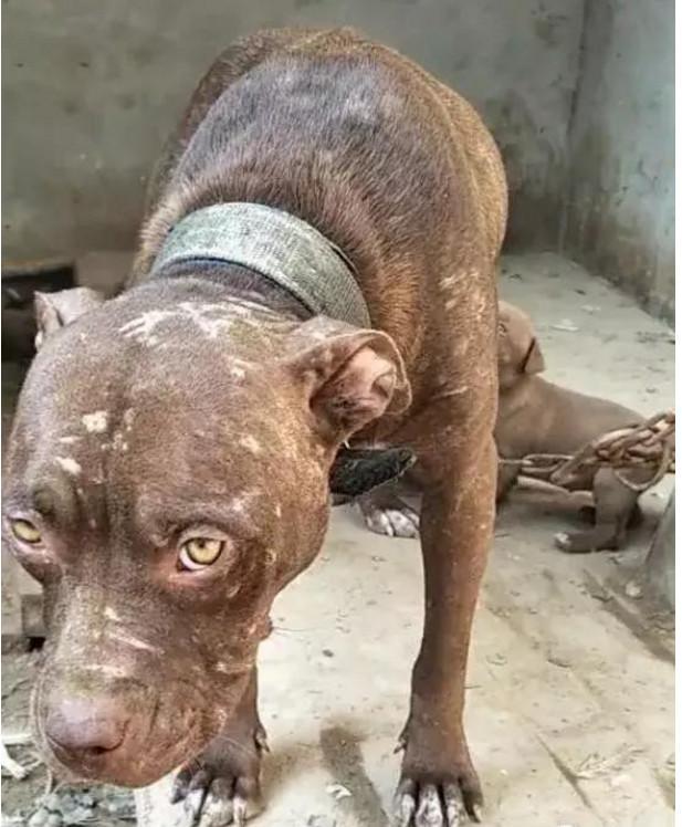 把母狗锁一辈子，不停地让她繁殖！母狗身上浑身都是伤痕