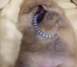 超级活泼的博美小奶狗,特别可爱的小奶狗博美