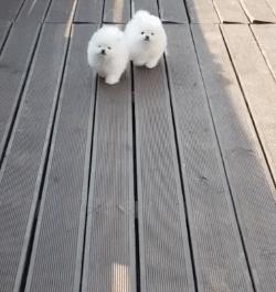 超级活泼的博美小奶狗,特别可爱的小奶狗博美