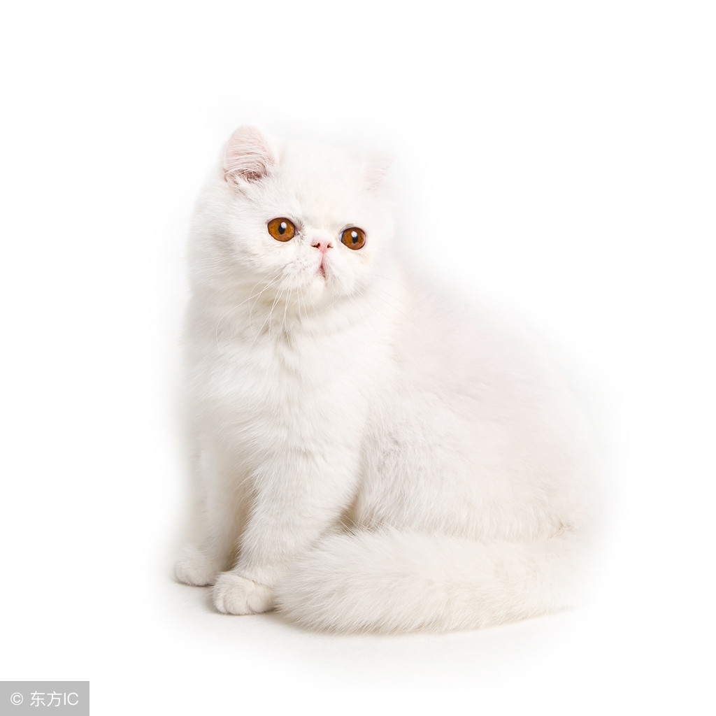 白色的猫超好看,银白色猫颜值