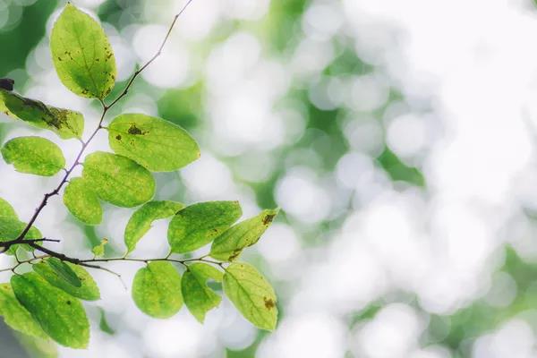 请到广东过大年2017,请到广东过大年采访