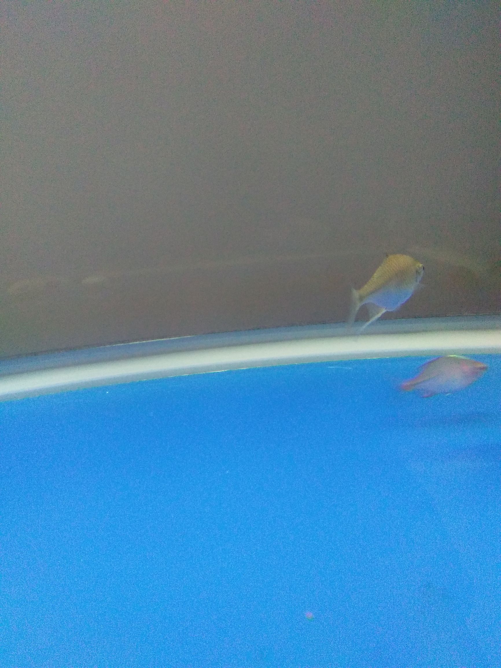 水族市场上的新宠,水族新品种