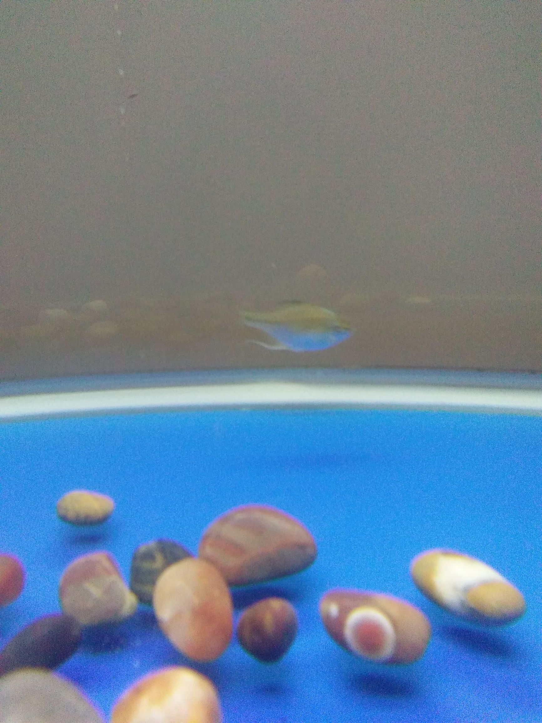 水族市场上的新宠,水族新品种