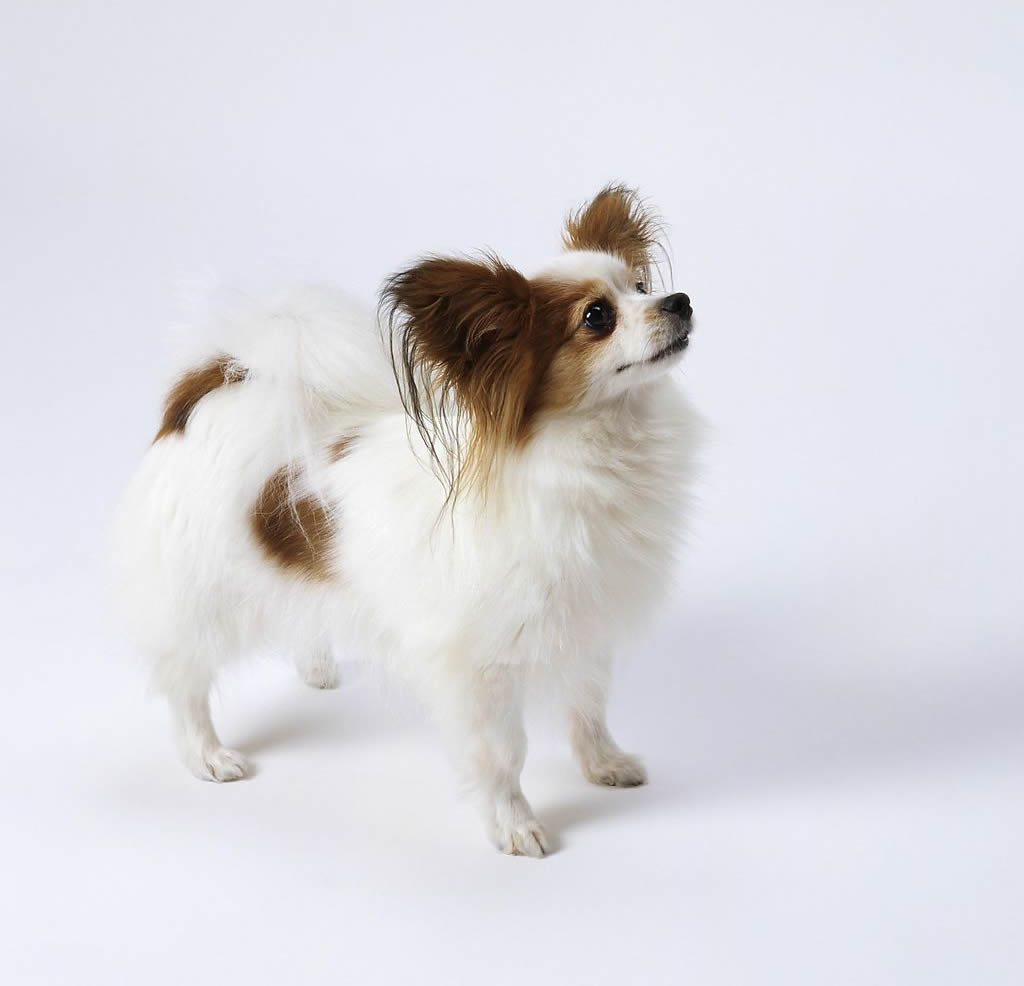 纯种蝴蝶犬和普通蝴蝶犬什么区别,蝴蝶犬的优缺点有哪些表现