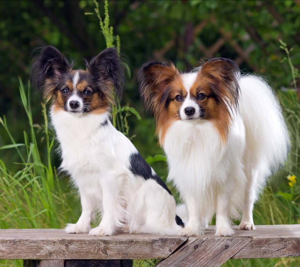 纯种蝴蝶犬和普通蝴蝶犬什么区别,蝴蝶犬的优缺点有哪些表现