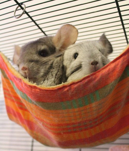 龙猫老了,龙猫能不能活到30岁