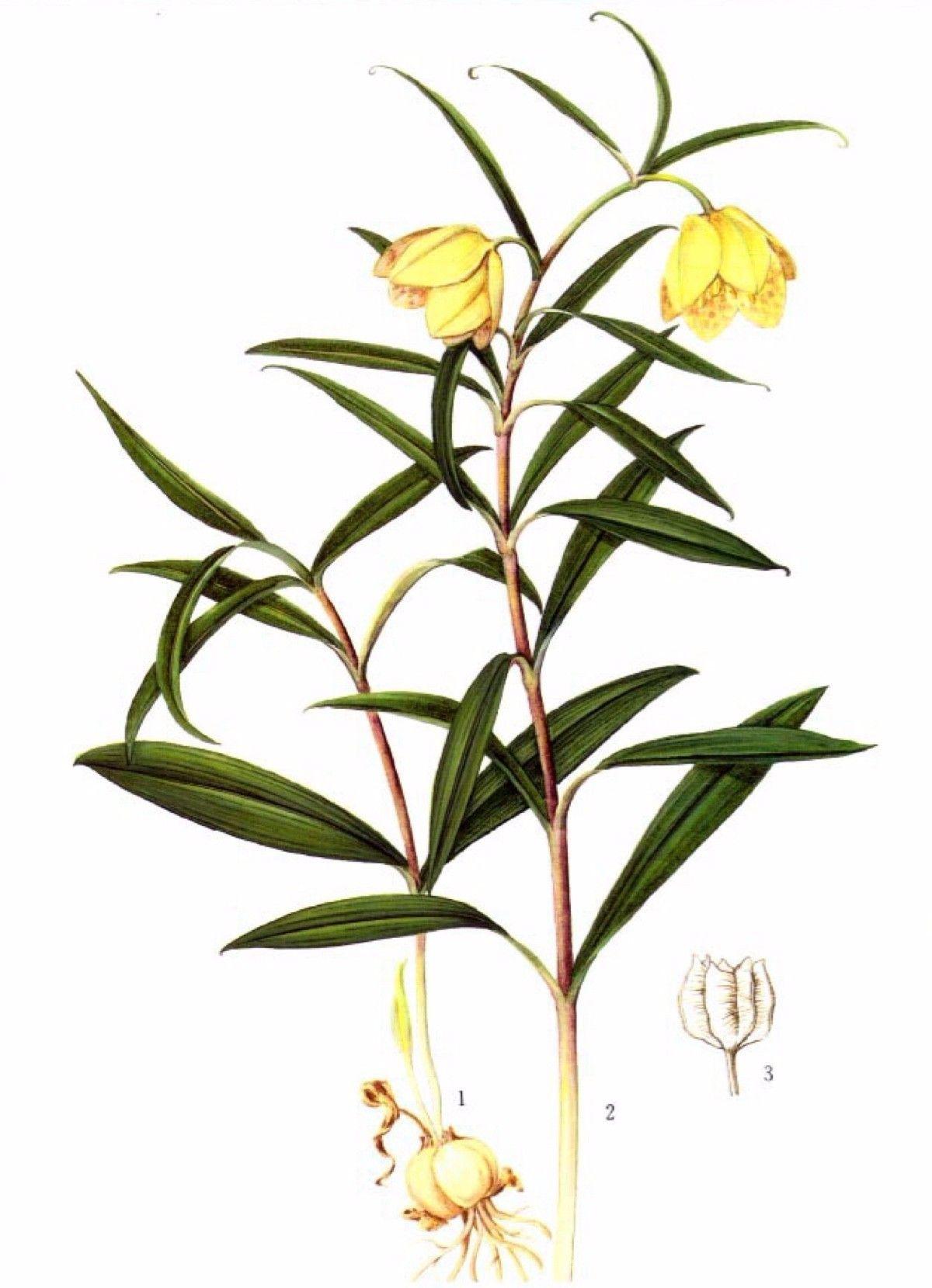 贝母止咳,贝母草药