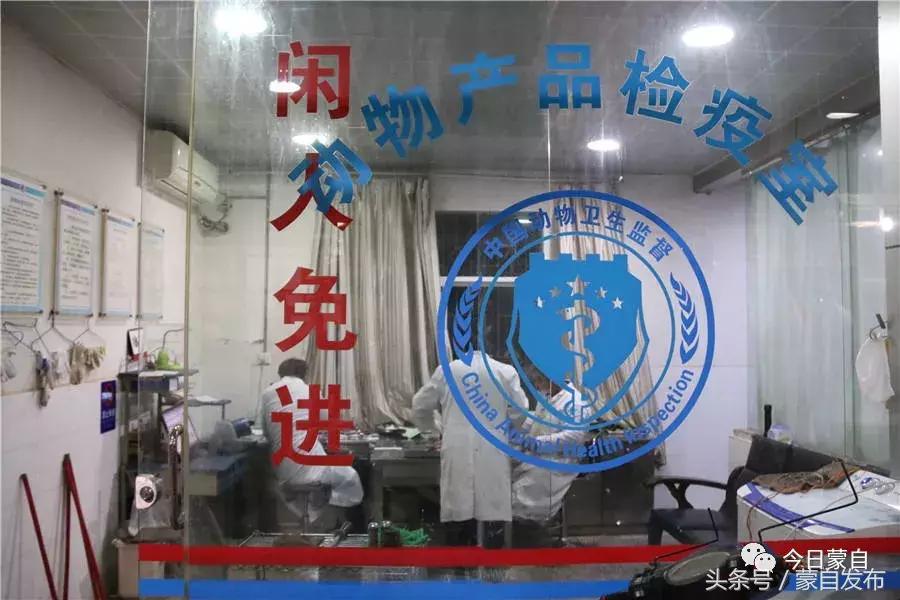 过年了，蒙自的这*猪种**肉千万别买！