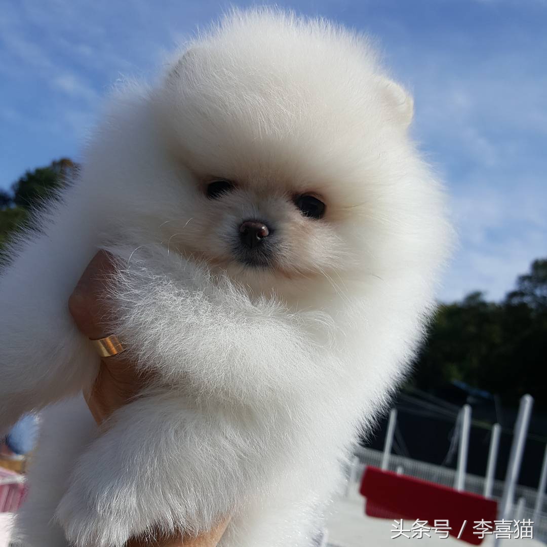 超级活泼的博美小奶狗,特别可爱的小奶狗博美