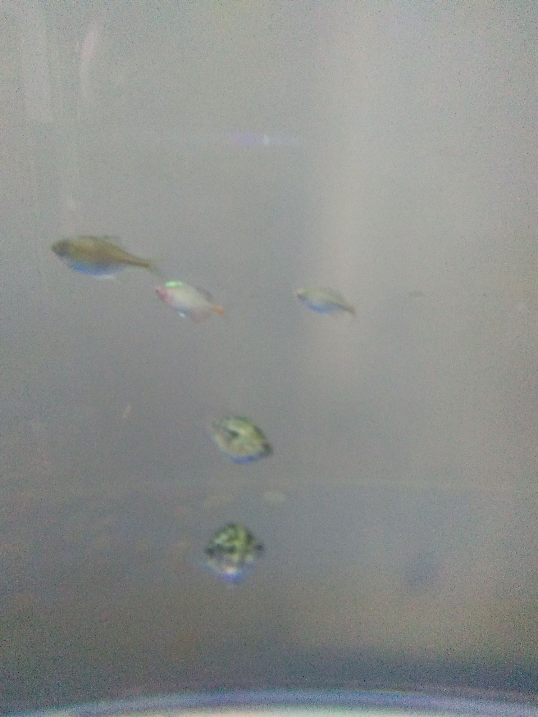 水族市场上的新宠,水族新品种