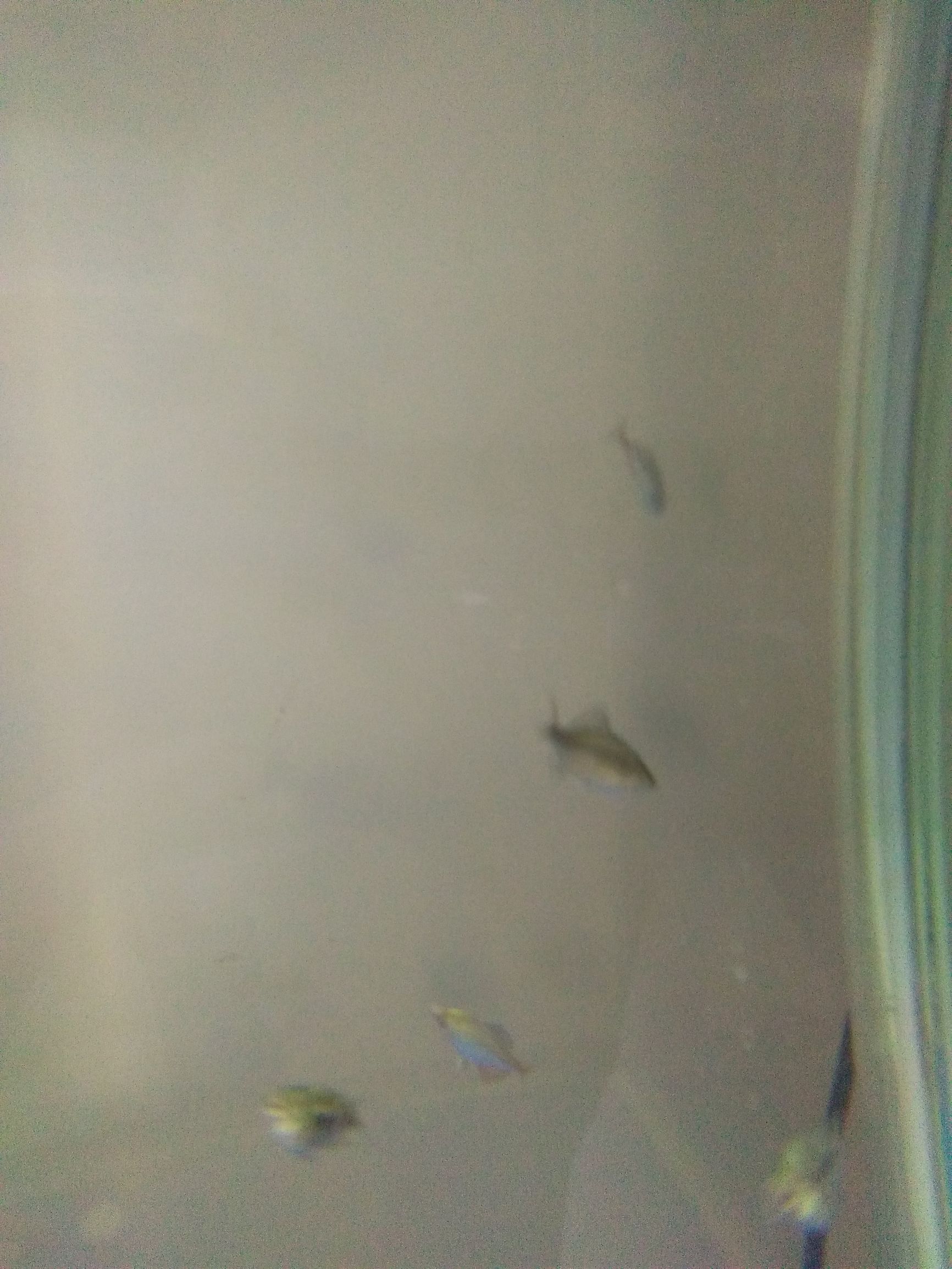 水族市场上的新宠,水族新品种