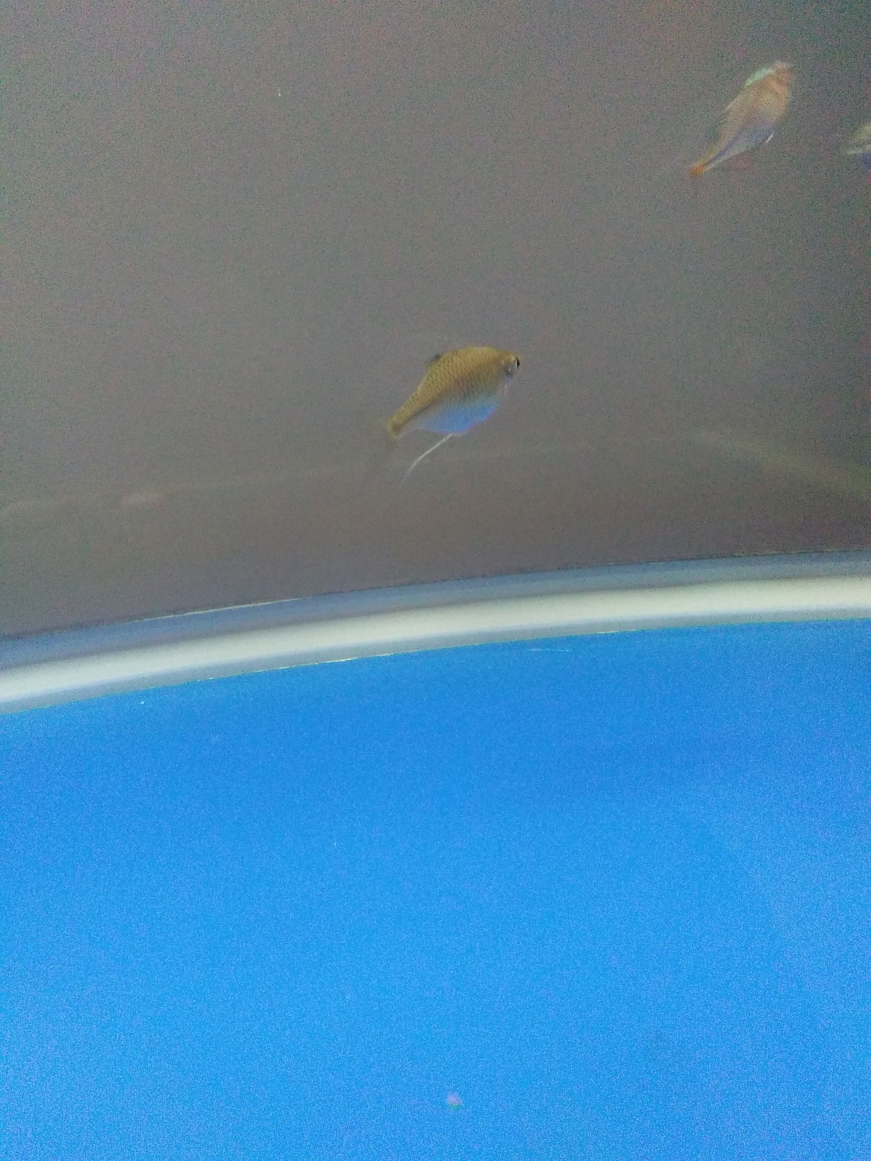 水族市场上的新宠,水族新品种