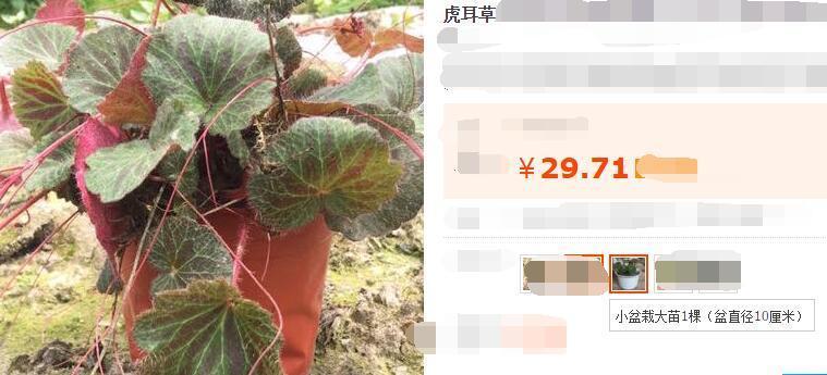 农村随处可见的野草很多人还不知,农村常见的野草有奇效