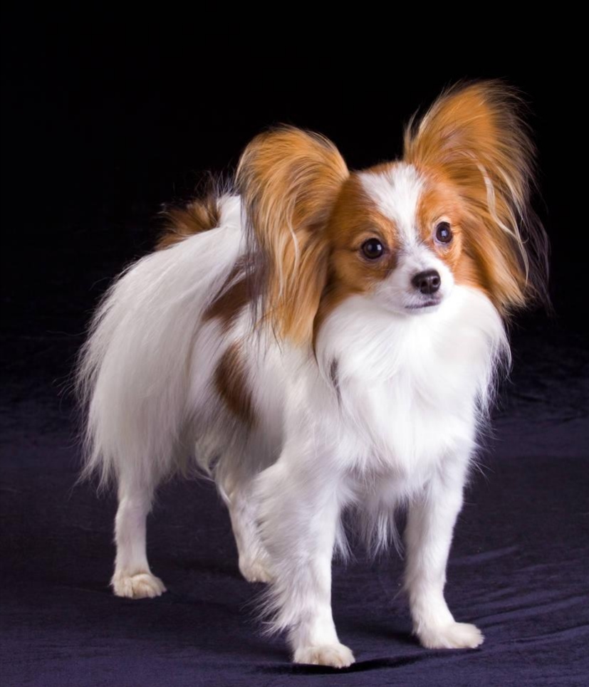 纯种蝴蝶犬和普通蝴蝶犬什么区别,蝴蝶犬的优缺点有哪些表现