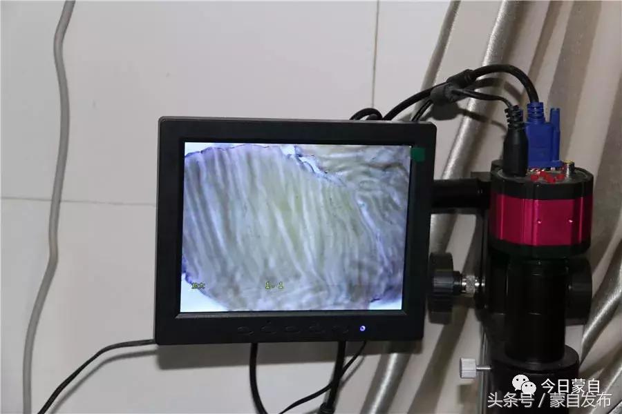 过年了，蒙自的这*猪种**肉千万别买！