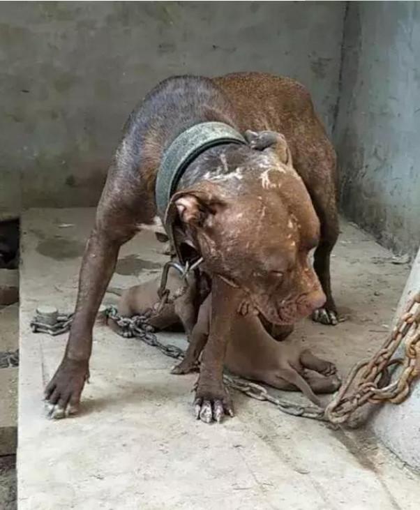 把母狗锁一辈子，不停地让她繁殖！母狗身上浑身都是伤痕