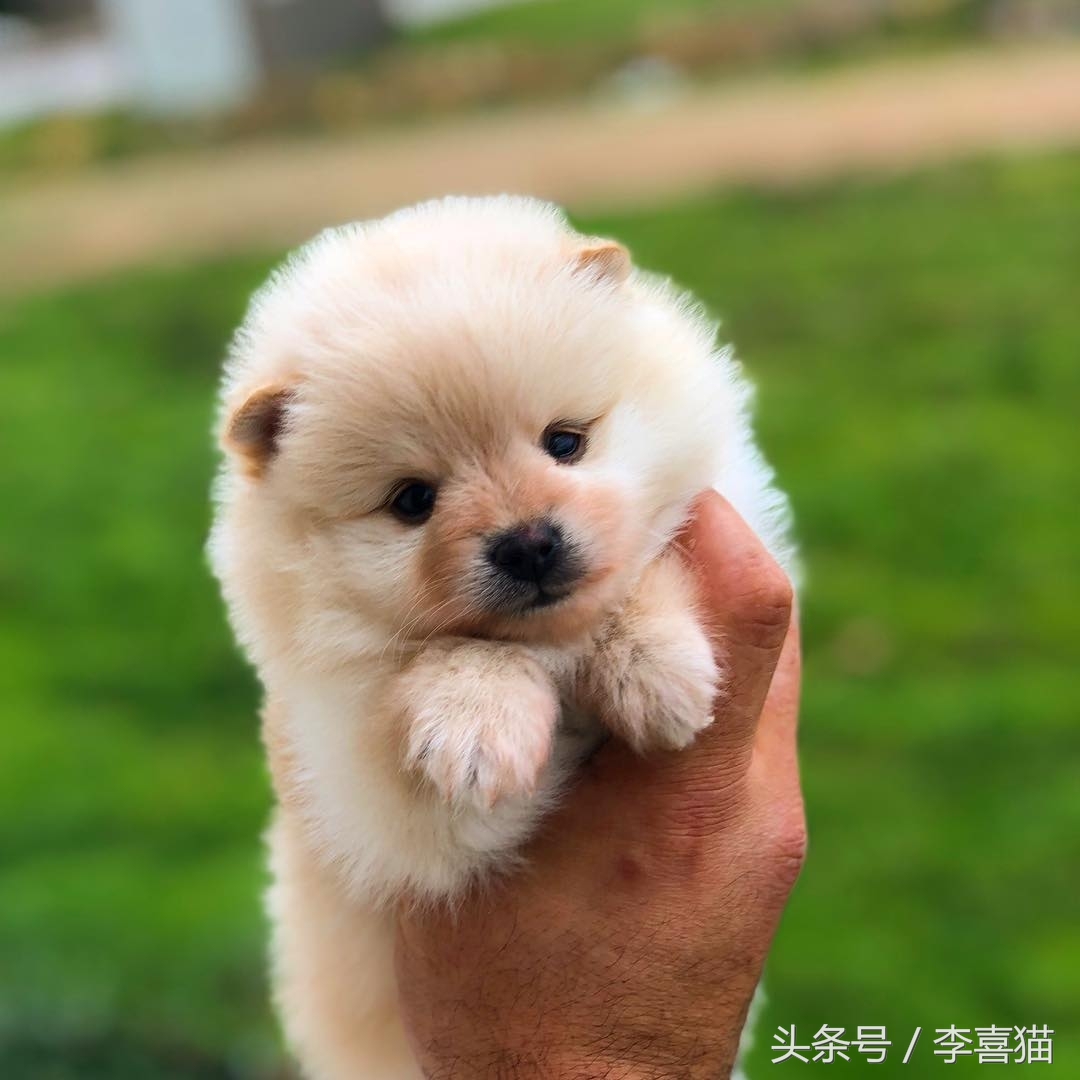 超级活泼的博美小奶狗,特别可爱的小奶狗博美