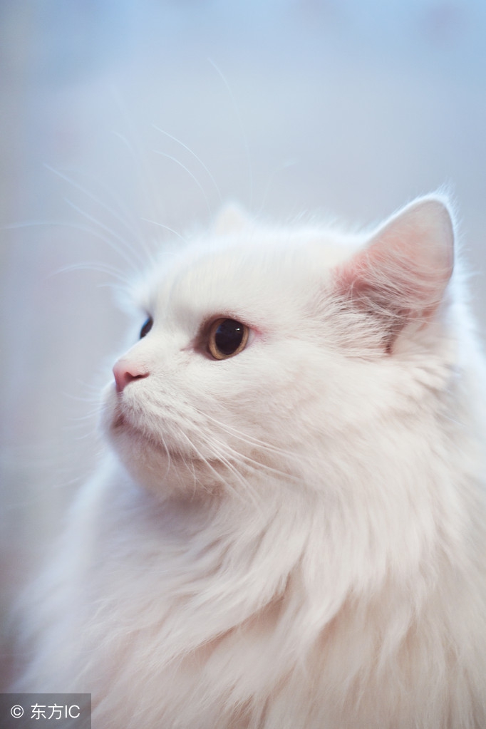 白色的猫超好看,银白色猫颜值