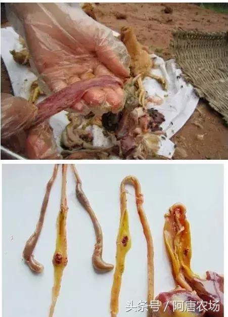 家禽四季防病,冬季家禽养殖关注事项