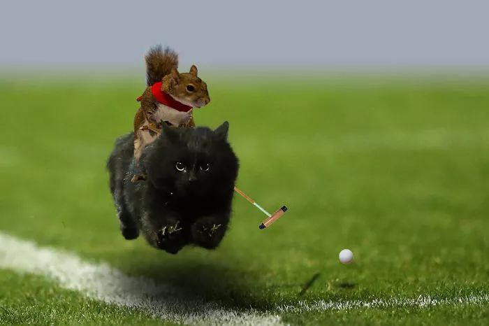 猫闯入足球场并且进球,猫咪闯入足球场狸花猫
