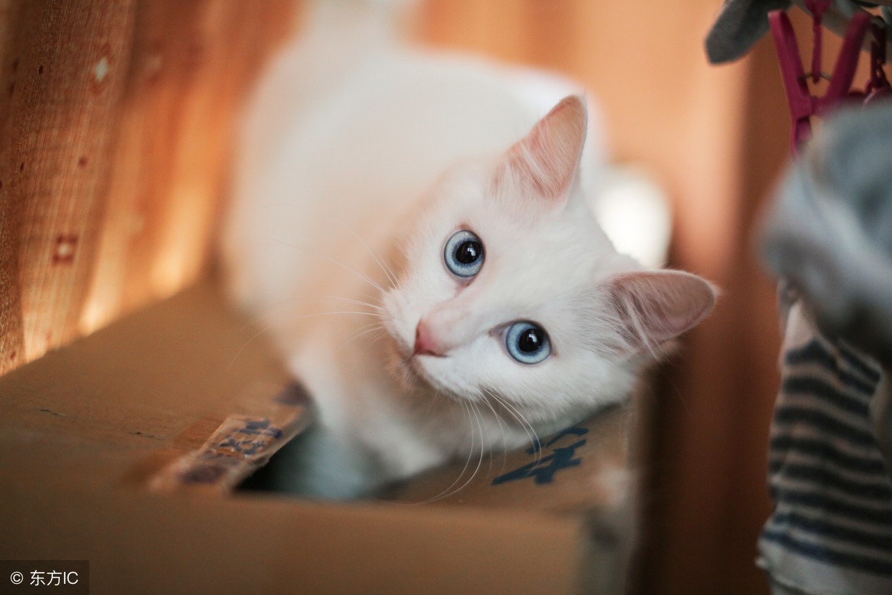 白色的猫超好看,银白色猫颜值