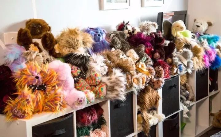 坎贝尔泰迪熊,坎贝尔金丝熊