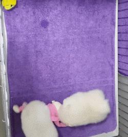 超级活泼的博美小奶狗,特别可爱的小奶狗博美